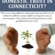 What Is a Qualified Domestic Trust in Connecticut