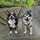 Kellie's Dogs, Noah and Ezra