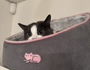 Veronica's Cat, Smokey