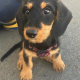 pet trust