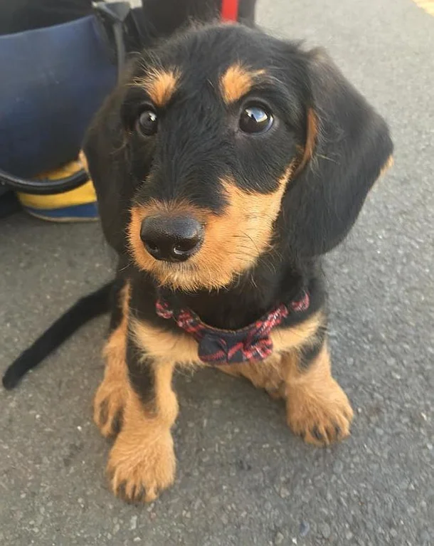 A Dog