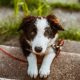 pet trust