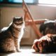 pet trust