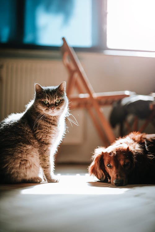 pet trust