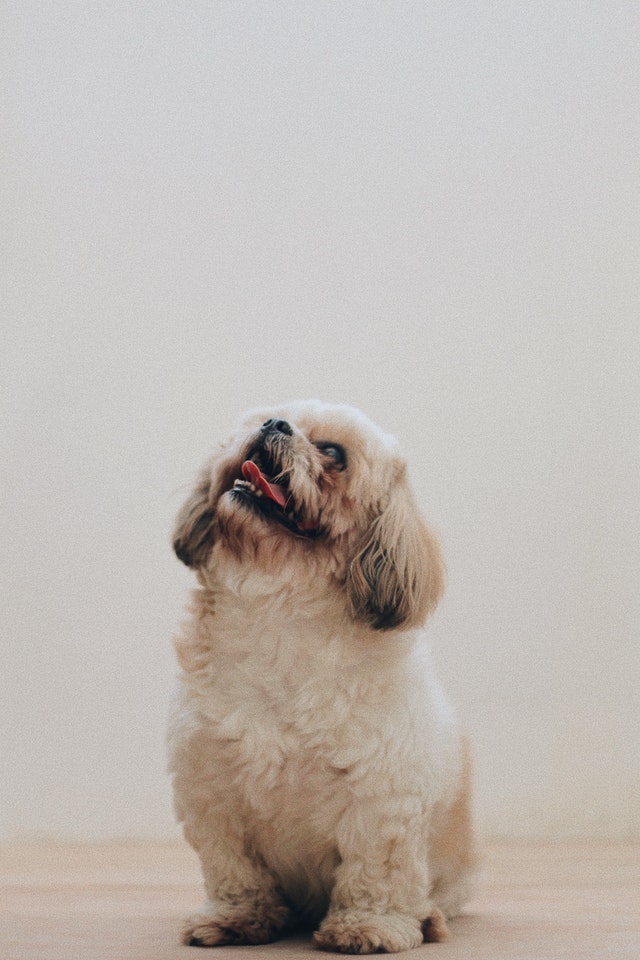 pet trust