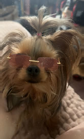 Yanette Dominguez's dog, Minnie