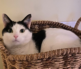 Anne Johnson's Cat, Baby