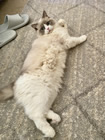 Jule's Cat, Misha