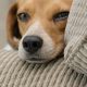 pet trust