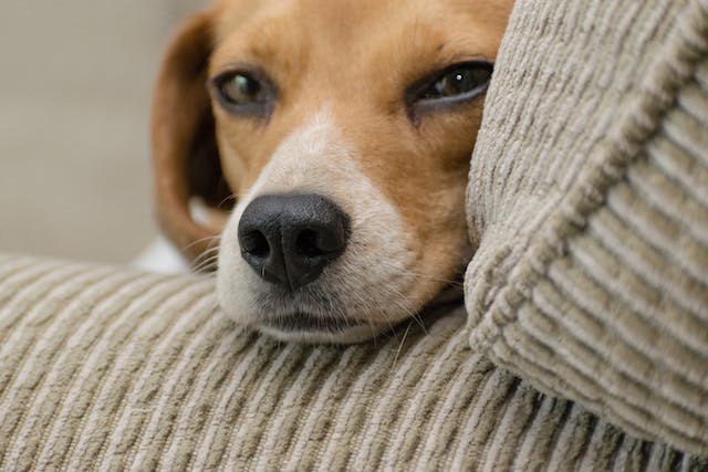 pet trust