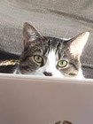 Oscar AKA Beans