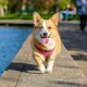 pet trust