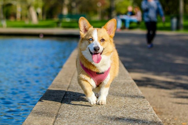 pet trust