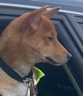 Carla's Dog, Jake