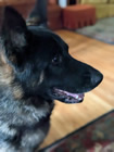 Diana's Dog, Torin