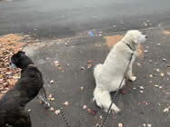 John McCann's Dogs, Malu and Moby